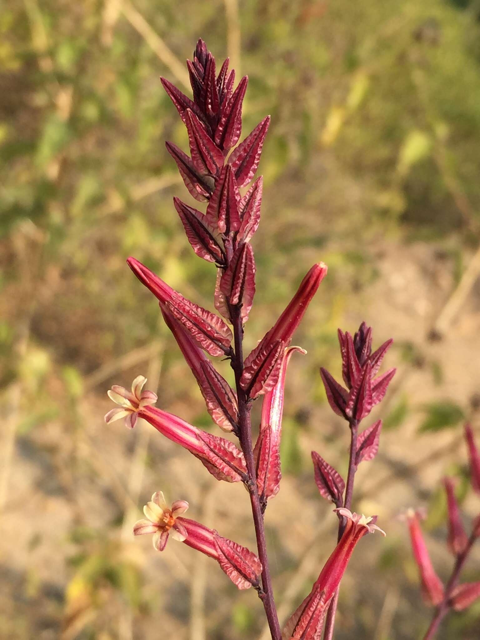 Image of Dyerophytum indicum (Gibs. ex Wight) O. Kuntze