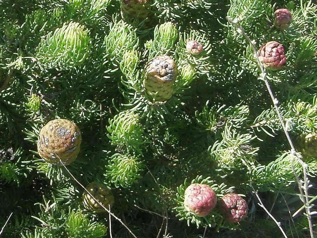 Image of Leucadendron teretifolium (Andrews) I. Williams