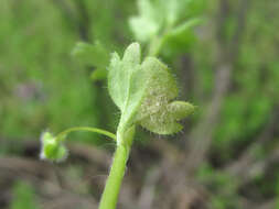 Image of Peronospora arvensis