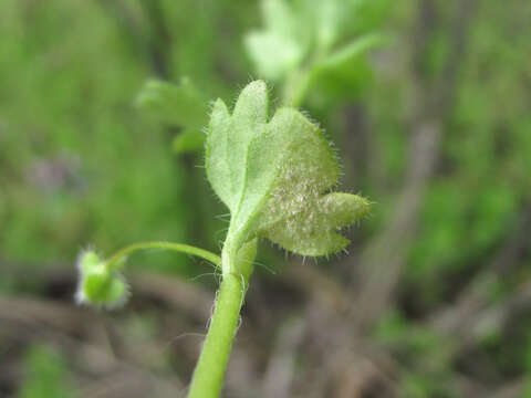 Plancia ëd Peronospora arvensis