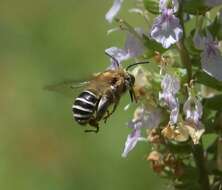 Image of California Anthophora