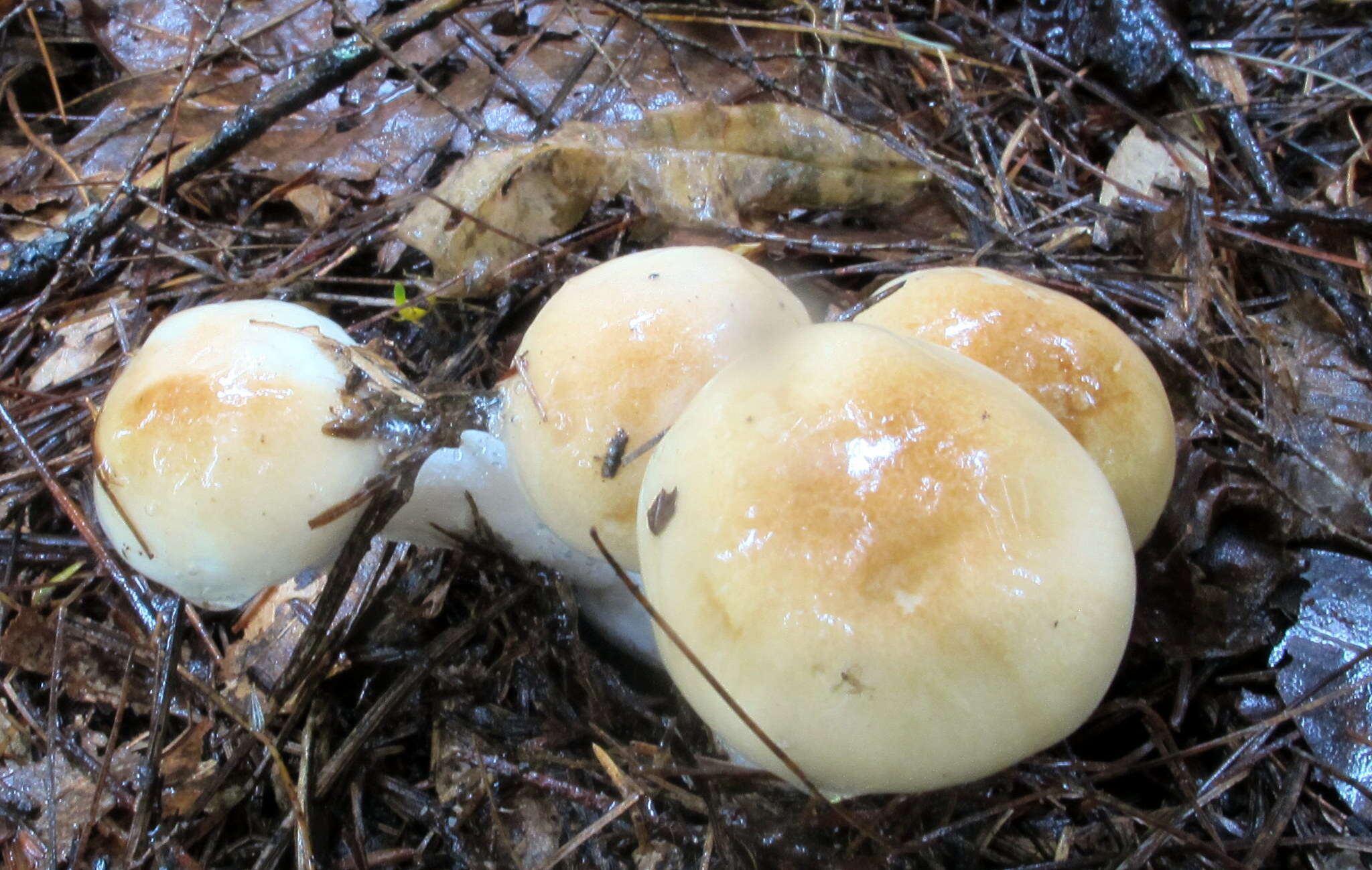 Image of Hygrophorus tennesseensis A. H. Sm. & Hesler 1939