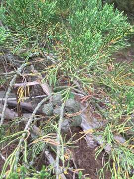 Image of Monterey cypress