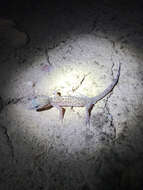 Image of Genetzter Krallengecko