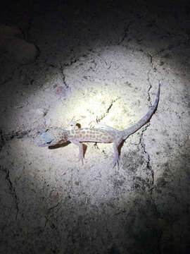 Image of Genetzter Krallengecko