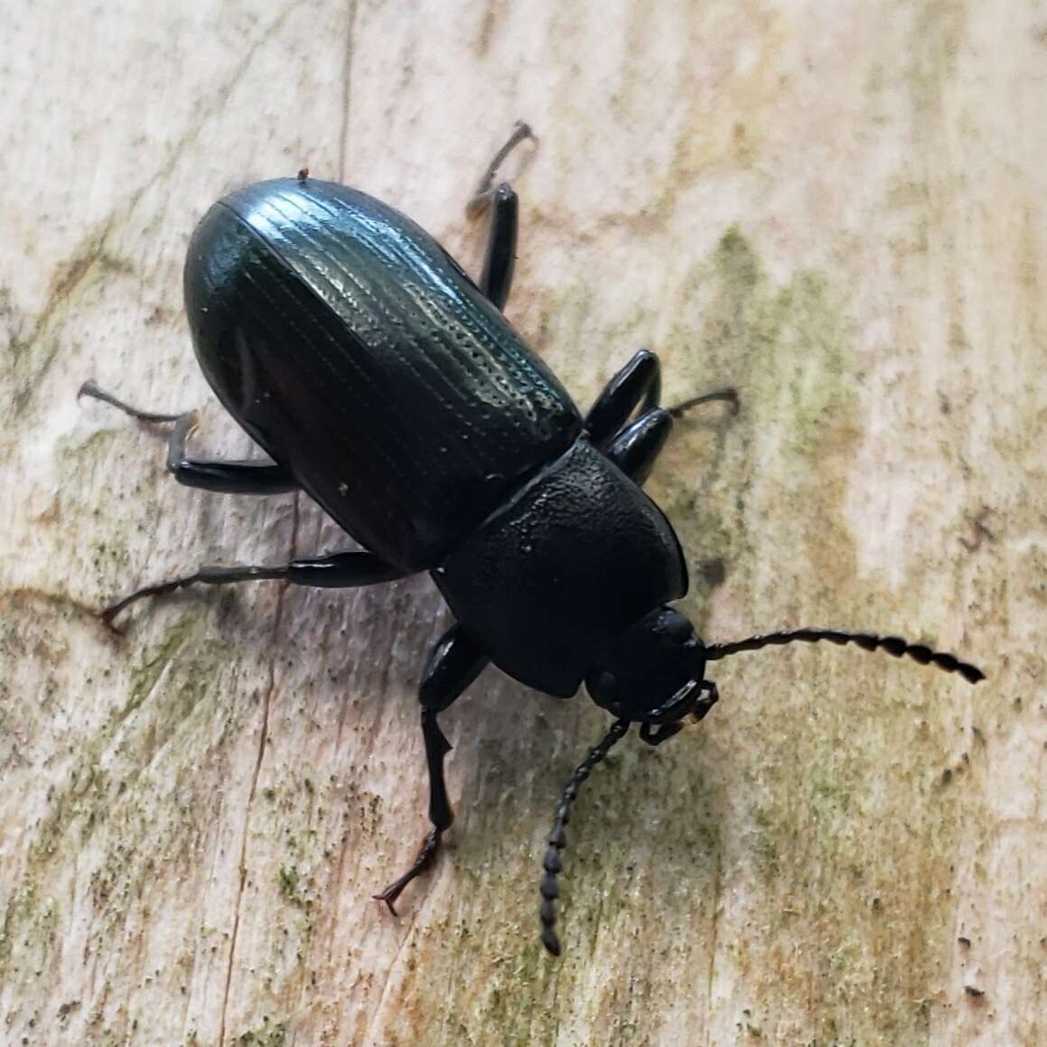 Image of Centronopus (Menechides) calcaratus (Fabricius 1798)