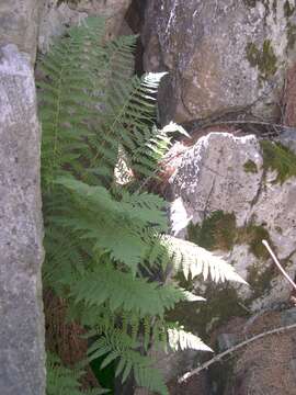 Image of Dryopteris villarii (Bell) Woynar ex Schinz & Thell.