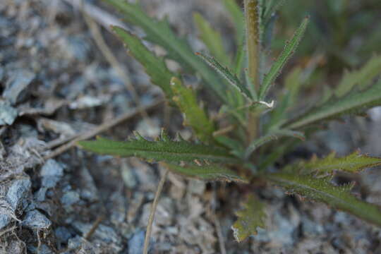 Image of Streptanthus glandulosus subsp. sonomensis (Kruckeberg) M. Mayer & D. W. Taylor