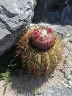 Image of Melocactus curvispinus subsp. curvispinus