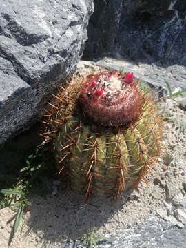 Image of Melocactus curvispinus subsp. curvispinus