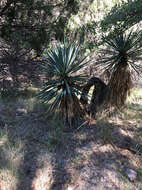 Image of Schott's yucca