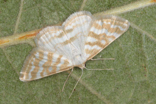 Image of Idaea sericeata