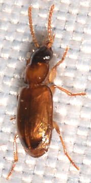 Image of Ground beetle