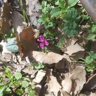 Image of Cyclamen coum Miller