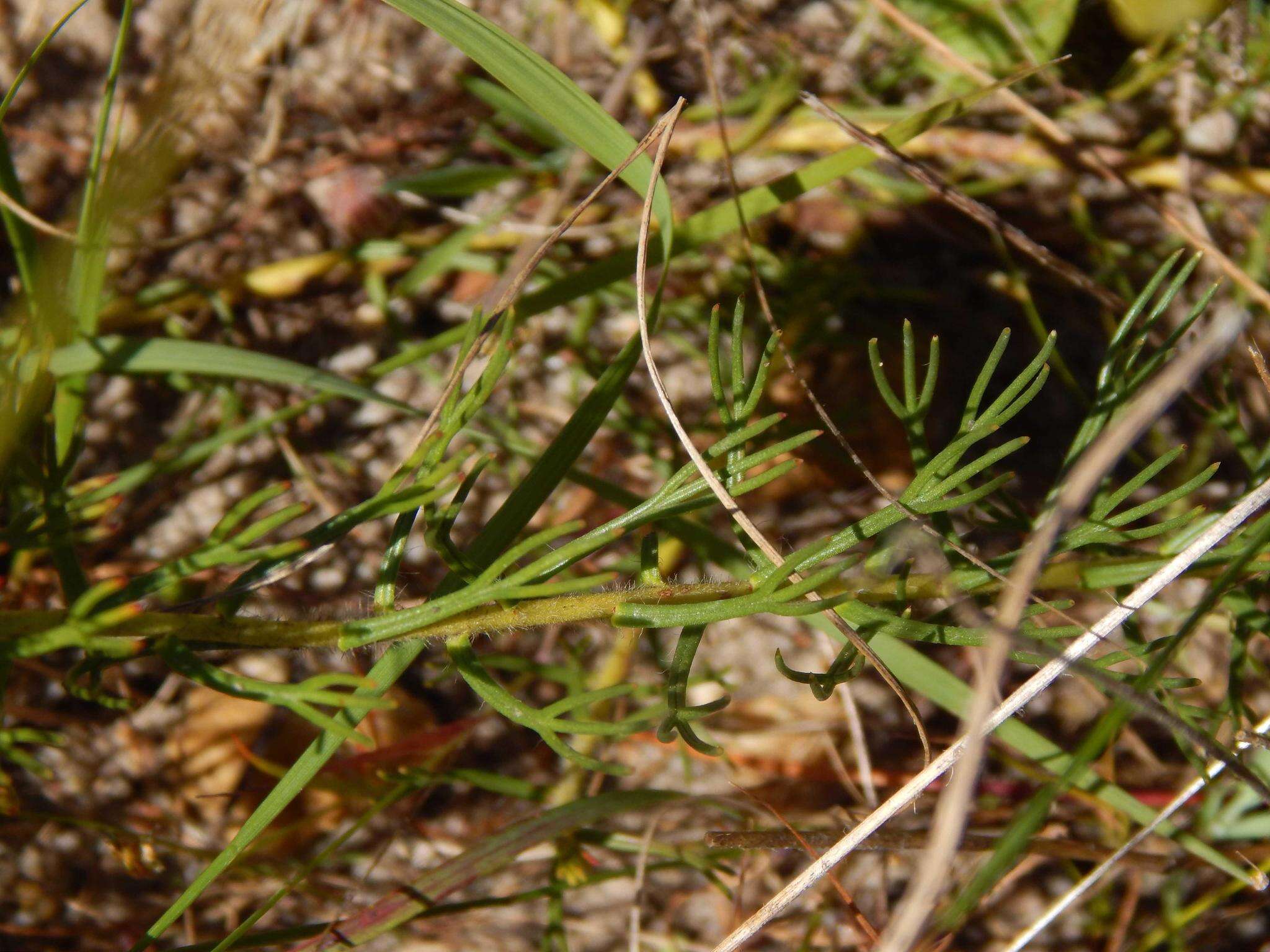 Image of Serruria pinnata R. Br.