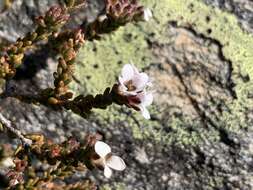 Image of Acmadenia teretifolia (Link) Phill.