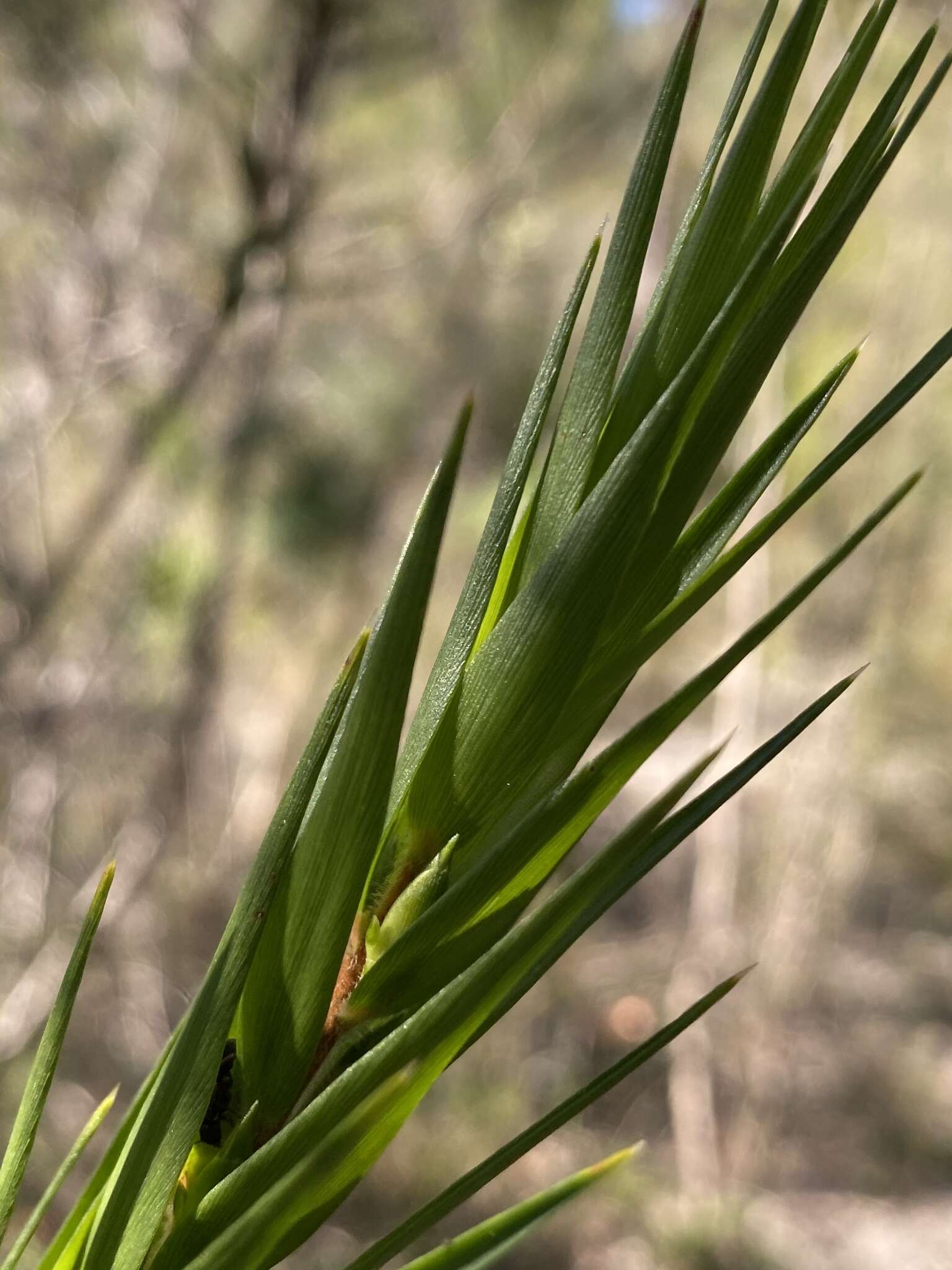 Image of Styphelia longifolia R. Br.