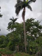 Image of Puerto Rico royal palm