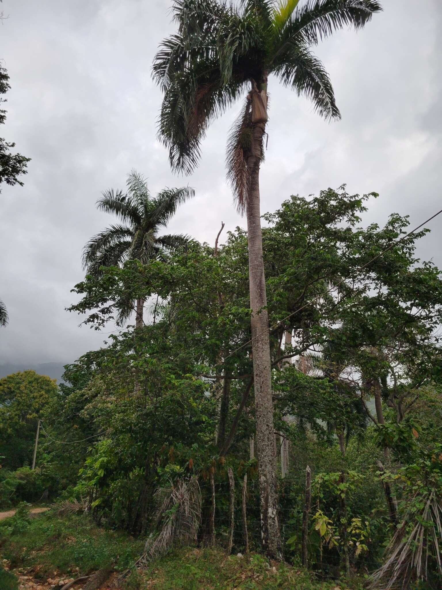 Image of Puerto Rico royal palm