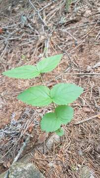 Image de Veronica urticifolia Jacq.