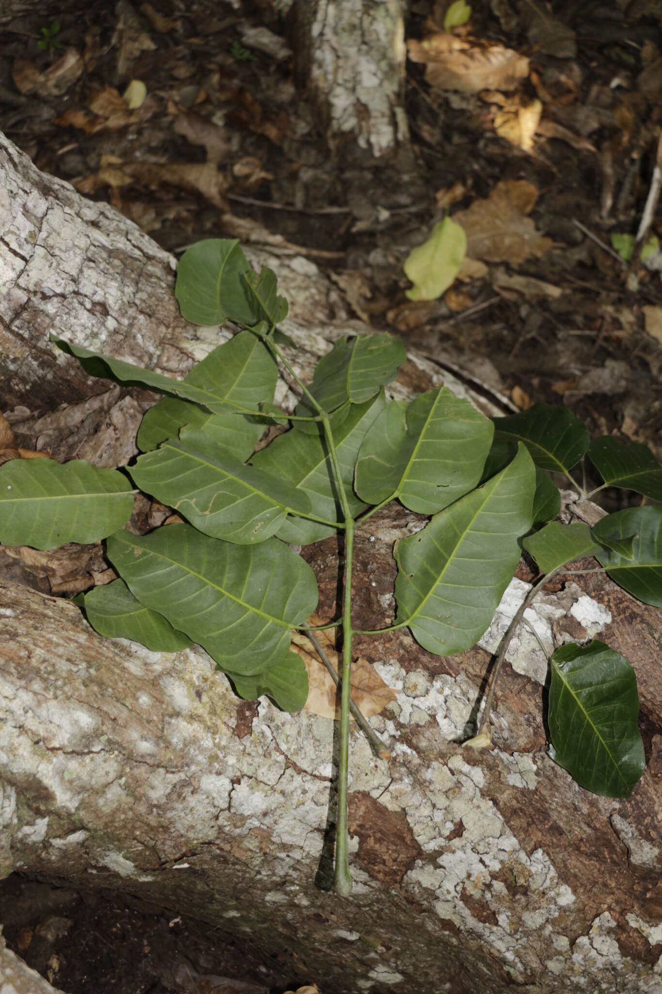 Image of Canarium balansae Engl.