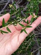 Image of Croton curiosus Croizat