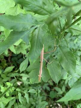 Image of Chinese Mantid