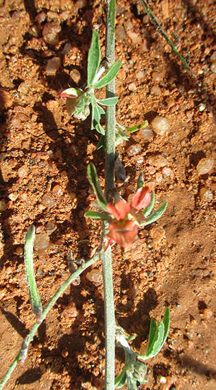 Слика од Indigofera bainesii Baker