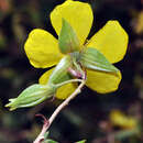 Image of Helianthemum motae Sánchez-Gómez, J. F. Jiménez & J. B. Vera