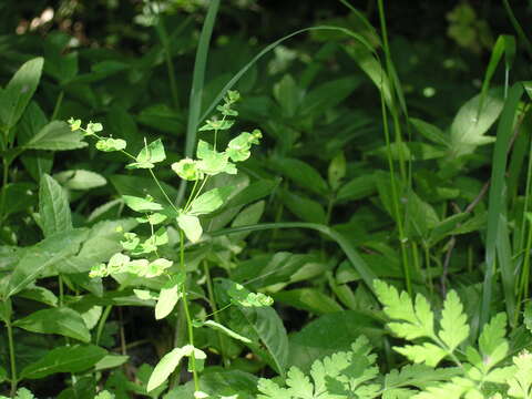 Image of Upright Spurge