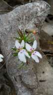 Image of Stylidium repens R. Br.