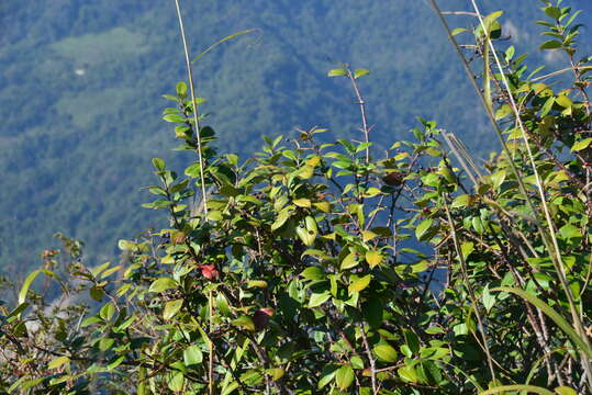 Image of Vaccinium dunalianum Wight