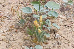 Image of wingseed blazingstar