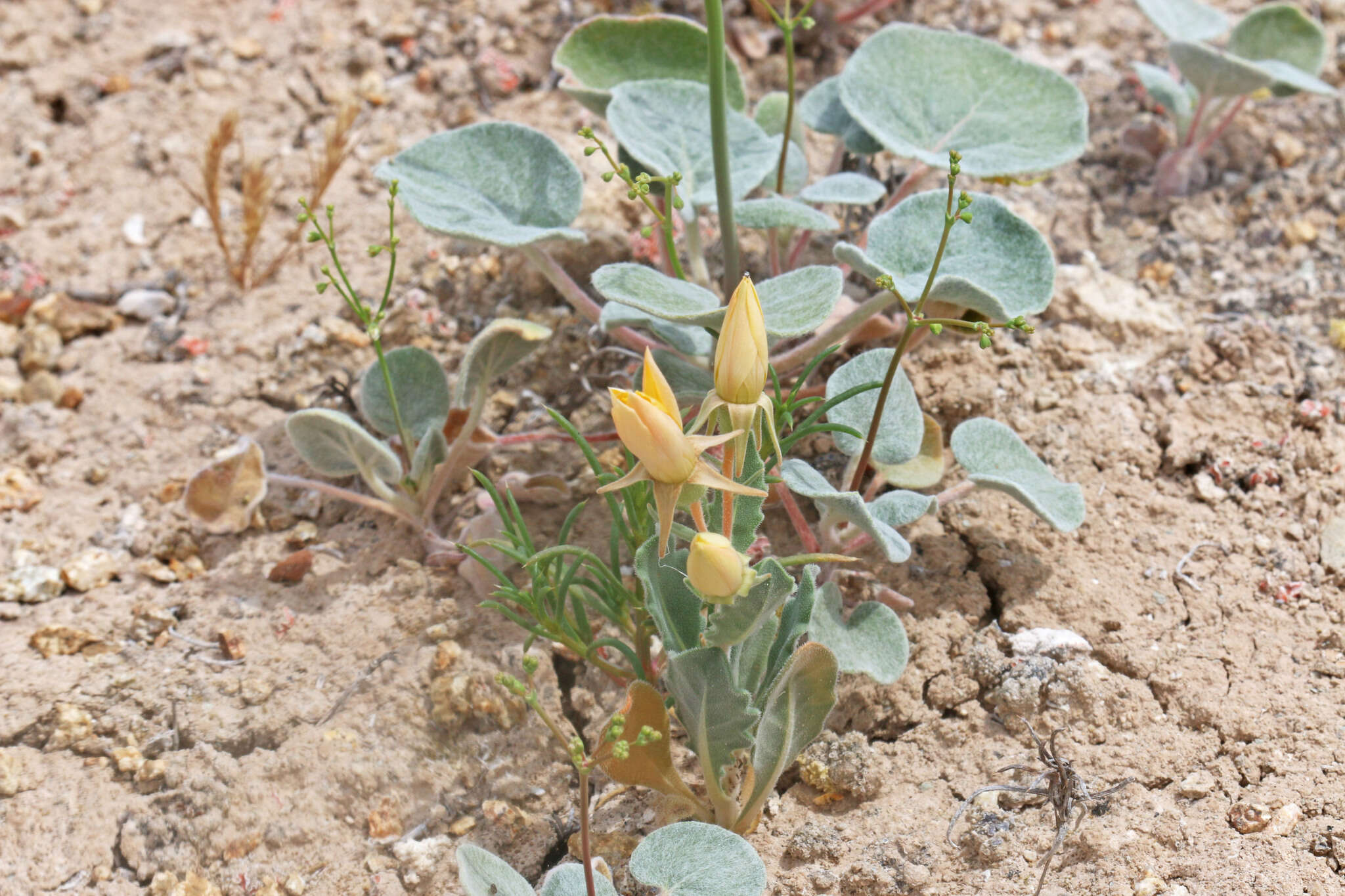 صورة Mentzelia pterosperma Eastw.