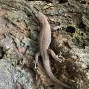 Sphaerodactylus alphus Mccranie & Hedges 2013的圖片