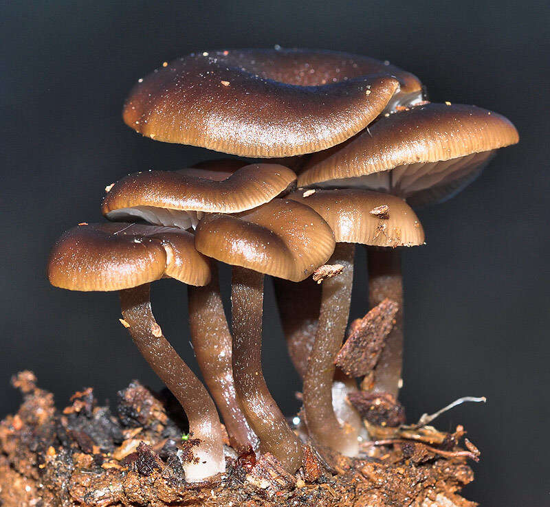 Image of Entoloma cistophilum Trimbach 1981