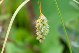 Image of boreal bog sedge