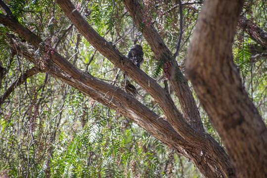 Image of Pacific Pygmy Owl