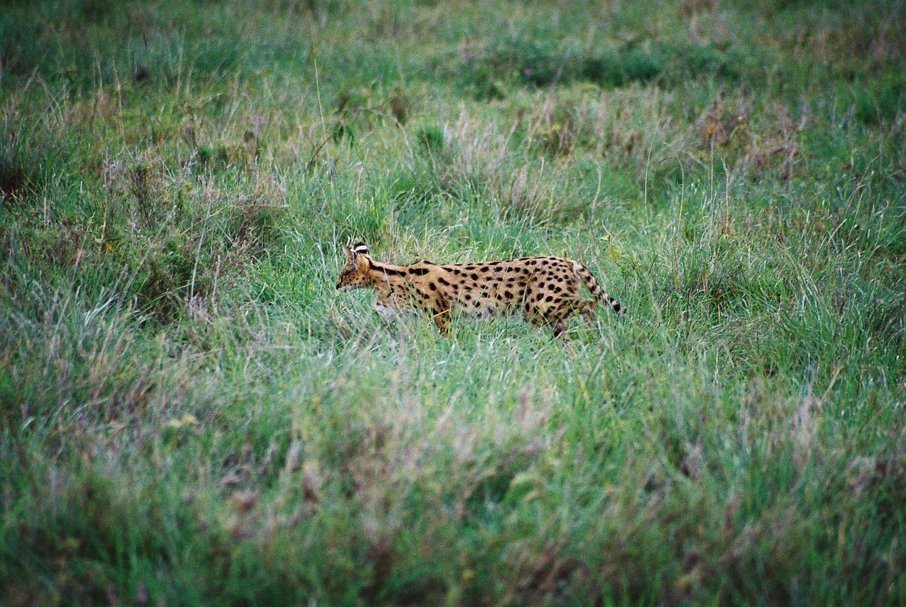 صورة Leptailurus serval lipostictus (Pocock 1907)