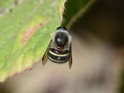 Image of Psilodera fasciata (Wiedemann 1819)