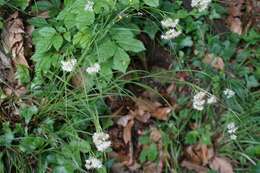 Image of lesser wood-rush