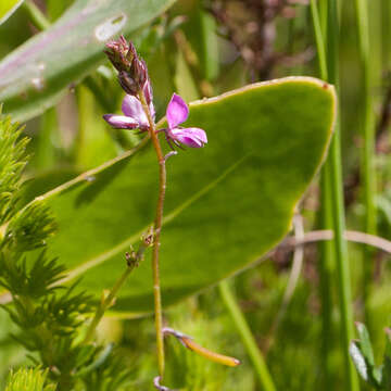 Image of Indigofera angustifolia var. tenuifolia (Lam.) Harv.