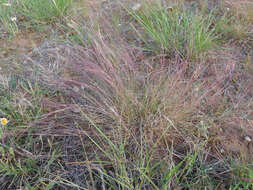 Aristida purpurea Nutt.的圖片