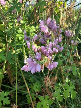 Image of Correll's False Dragonhead