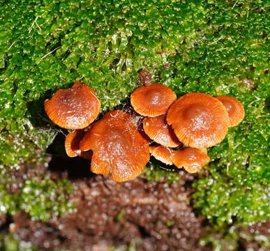 Kuehneromyces brunneoalbescens (Y. S. Chang & A. K. Mills) J. A. Cooper 2014 resmi