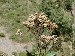 Image of tobacco