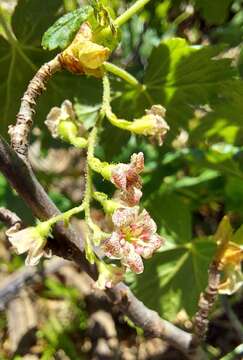 Image of mapleleaf currant