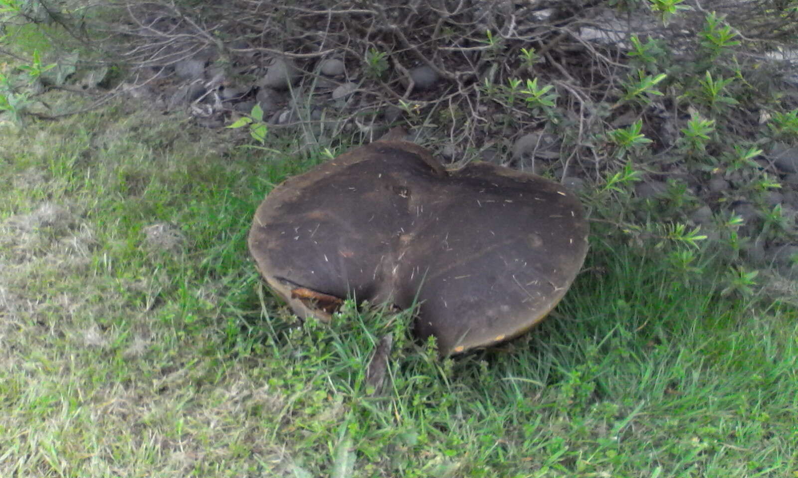 Phlebopus marginatus Watling & N. M. Greg. 1988 resmi