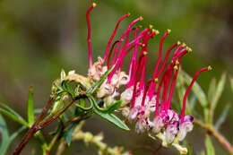 Image of Grevillea acanthifolia subsp. stenomera (F. Müll. ex Benth.) Mc Gill.