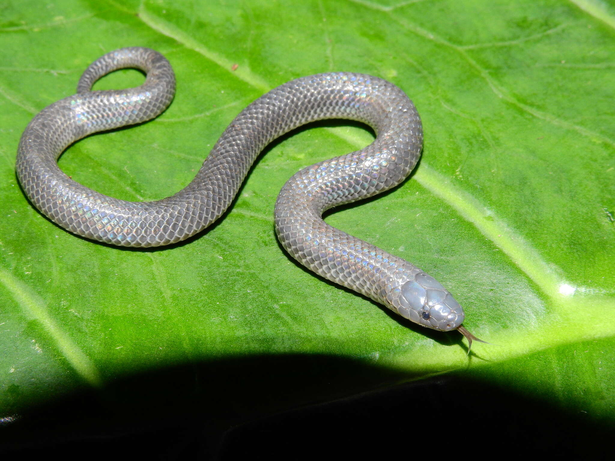 Image of Pyburn's Earth Snake